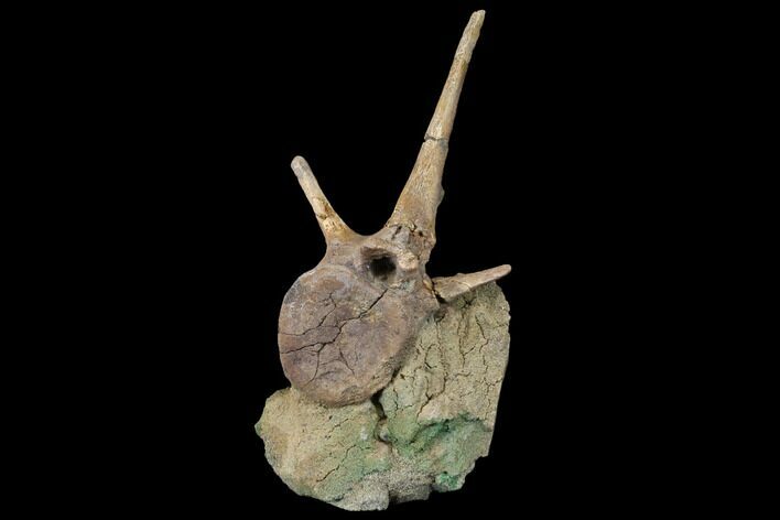 Ornithopod (Thescelosaurus) Caudal Vertebra with Processes #129349